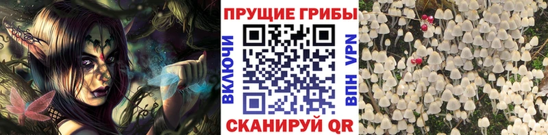 Псилоцибиновые грибы мицелий  где купить   shop наркотические препараты  Щёкино 